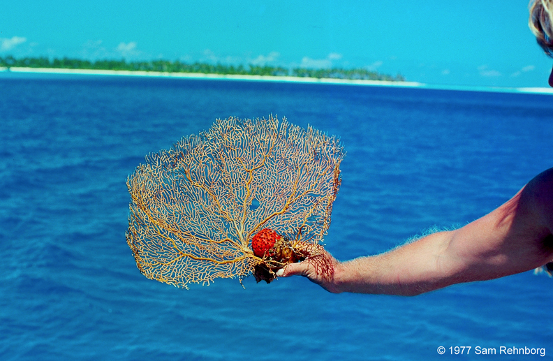 A Firebird crew member holds a delicate coral inadvertently broken off by our anchor chain during our passage from Bali, Indonesia, to the Cocos [Keeling] Islands, January 1977. With today’s warmer, more acidic ocean waters in the South Seas, it’s been difficult to spot vibrant coral like this during the Double X journey.
