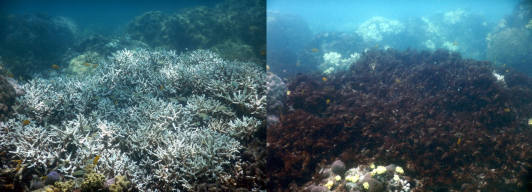 Within two months, mature staghorn coral, bleached and weakened, is smothered and destroyed by brown algae. February 2016 versus April 2016. Lizard Island, Great Barrier Reef, Australia. Source: <a href=