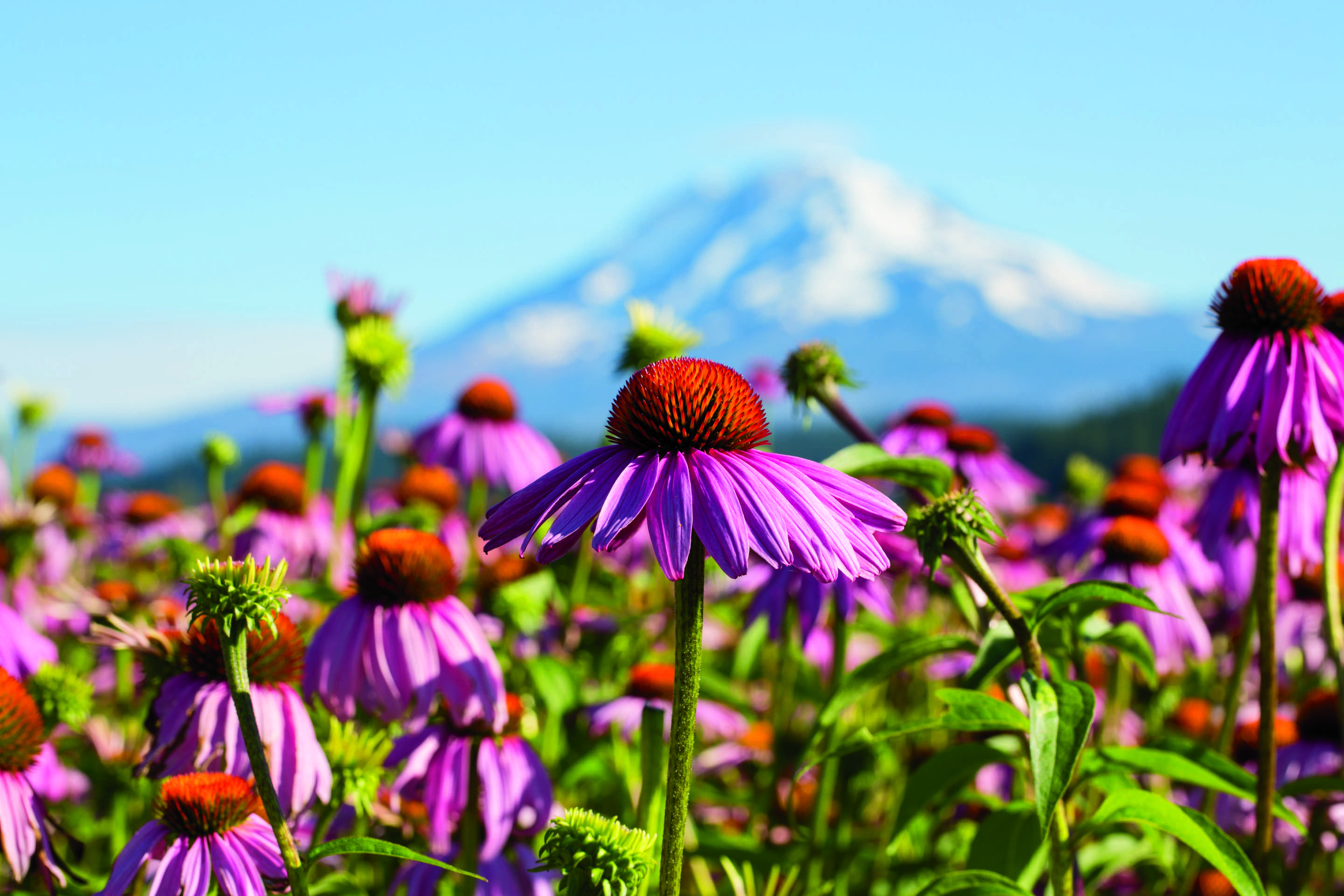 The tranquil beauty of Trout Lake Farm West. Echinacea flowers reach towards the sun while Mount Adams stands guard in the background. Trout Lake, WA; 2015.