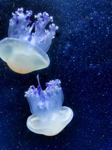 Two moon jelly fish floating freely in a tank enclosure. National Aquarium, Baltimore, MD, June 2018. Photo: L. Williams This image could have inspired the words of science writer and philosopher Loren Eisely: “If there is magic on this planet, it is contained in water.”