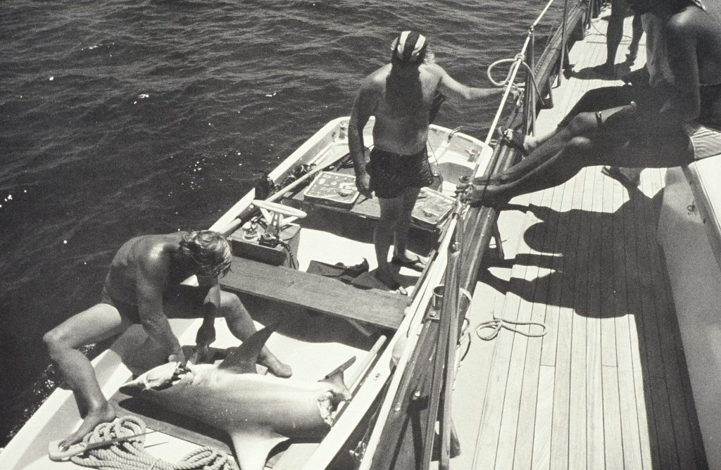 A crewmember cleans and filets a shark that was cleanly bitten in half by a large hammerhead shark off of Lady Musgrave Island, a coral cay on Australia’s Great Barrier Reef, November, 1976.