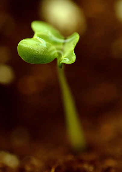A broccoli seedling grows towards the light. Broccoli is a rich source of detoxifying sulforaphanes.
