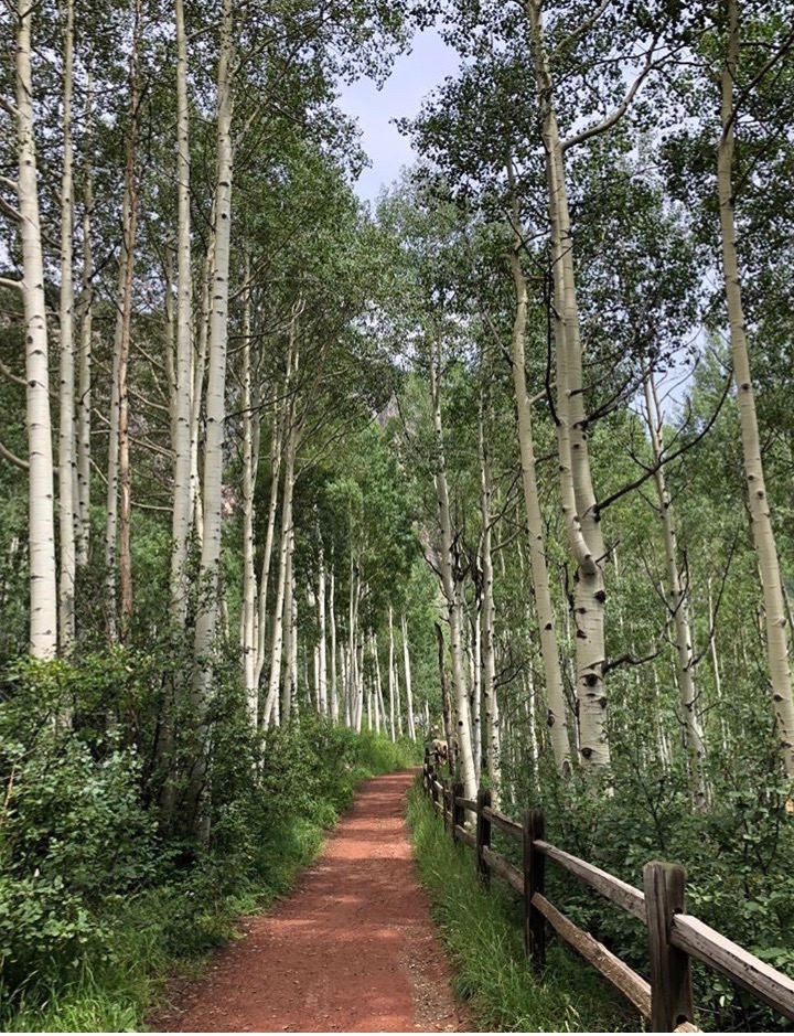A beautiful tree-lined view was our reward during a morning walk. Telluride, Colo. Aug. 2019. Photo: F. Rehnborg