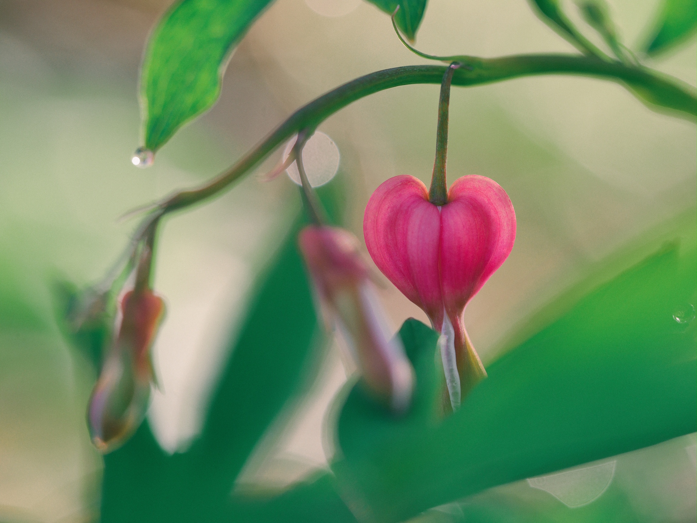 A heart-shaped flower (Asian bleeding-heart /Lamprocapnos spectablis) stands out in the forefront. 