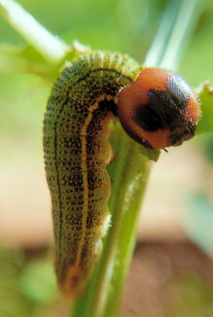 A caterpillar with what appears to be quite a mouthful. 