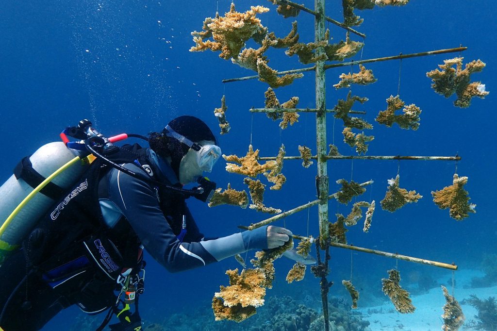 Denise Nedimyer tying coral pieces to the branches of special underwater trees. These corals will grow and eventually be replanted in their new home with the goal of creating a new and flourishing community. Curacao nursery; February 2018. Source: Ken Nedimyer.