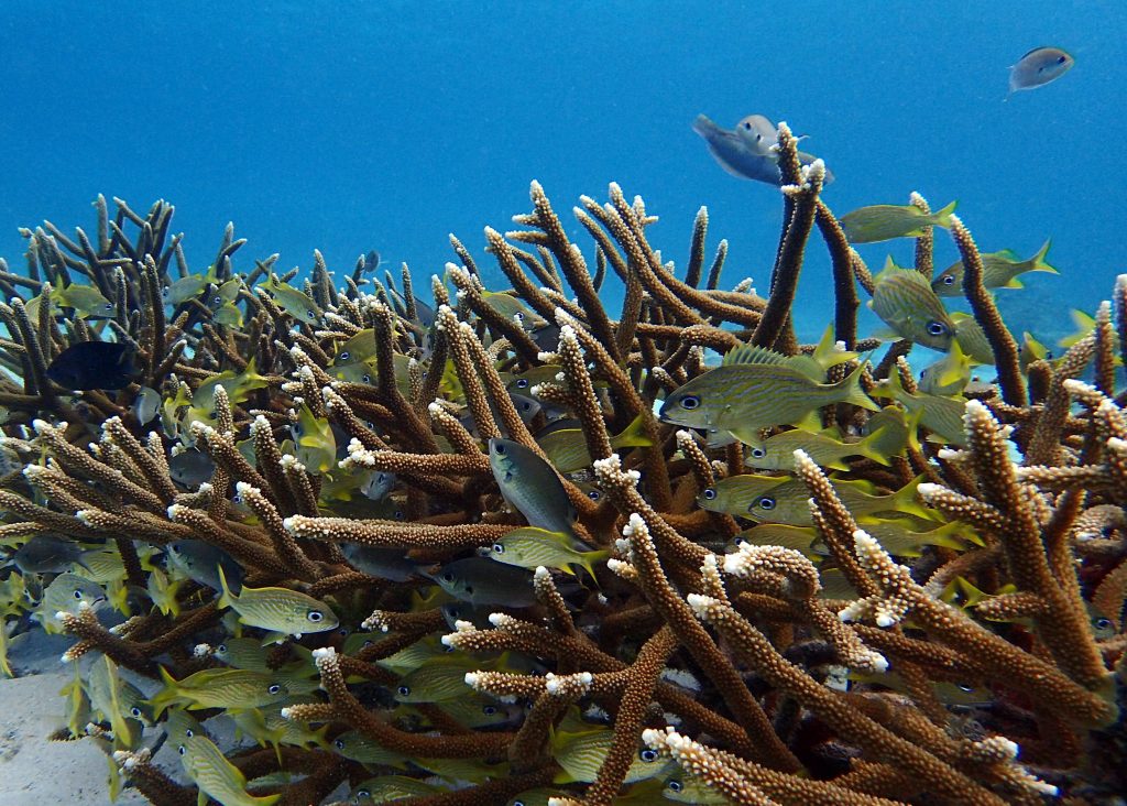 Fish swim through a restored staghorn thicket. The various shapes not only make the reefs beautiful but also provide a protective home for many marine creatures. Curacao; January 2018. Source: Ken Nedimyer