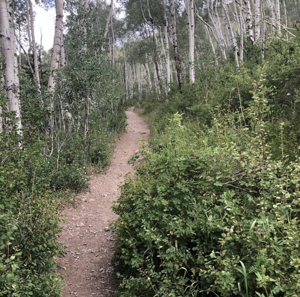 Aspen trees line the pathway on this beautiful hike. Telluride, Calif. July 2020. Photo: F. Rehnborg