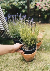 A pot of lavender. Take a breath of soothing lavender, and make today a great one.