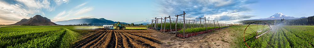 Nutrilite farming operations span almost 6,000 acres of certified organic farmland in three countries. From left to right: Rancho El Petacal, Jalisco, Mexico; Trout Lake Farm East, Ephrata, Washington, USA; Fazenda Amway Nutrilite do Brasil, Ceará, Brazil; and Trout Lake Farm West, Trout Lake, Washington, USA. 2017.