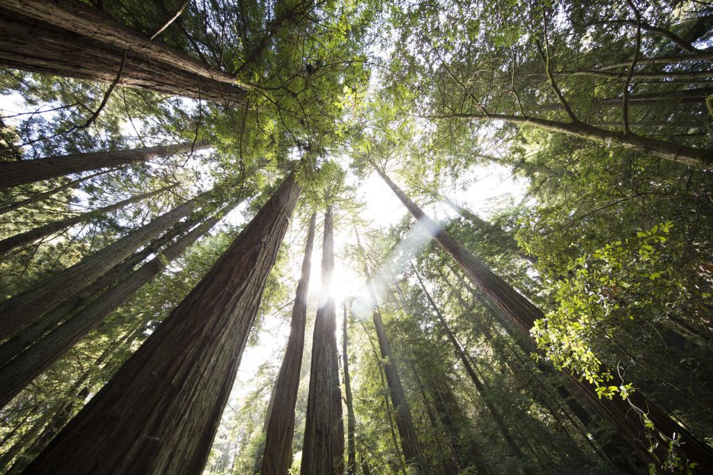Giant redwoods seem to soar into the sky. A simple walk in nature, with at least 10 minutes of sunshine helps improve resilience.