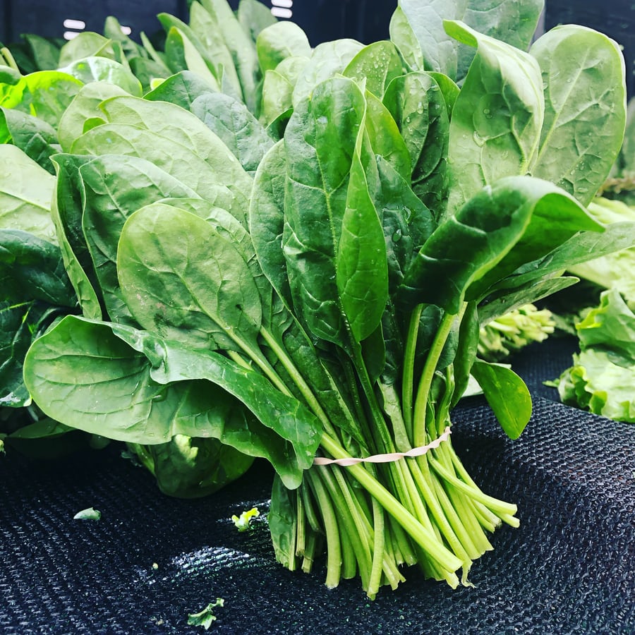 A bundle of spinach leaves. Spinach and other dark leafy greens are a good source of heart healthy folic acid.