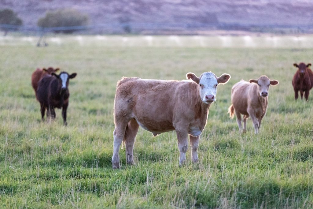 On a farm that uses regenerative practices near the Trout Lake East farm in Ephrata, Washington, “happy” cows rotate in controlled grazes on the land. Cattle munching and trimming the grass helps stimulate the plants to double the root growth and keep the soil healthy. Ephrata, Washington, USA; 2021. Photo: Darwin Hintz