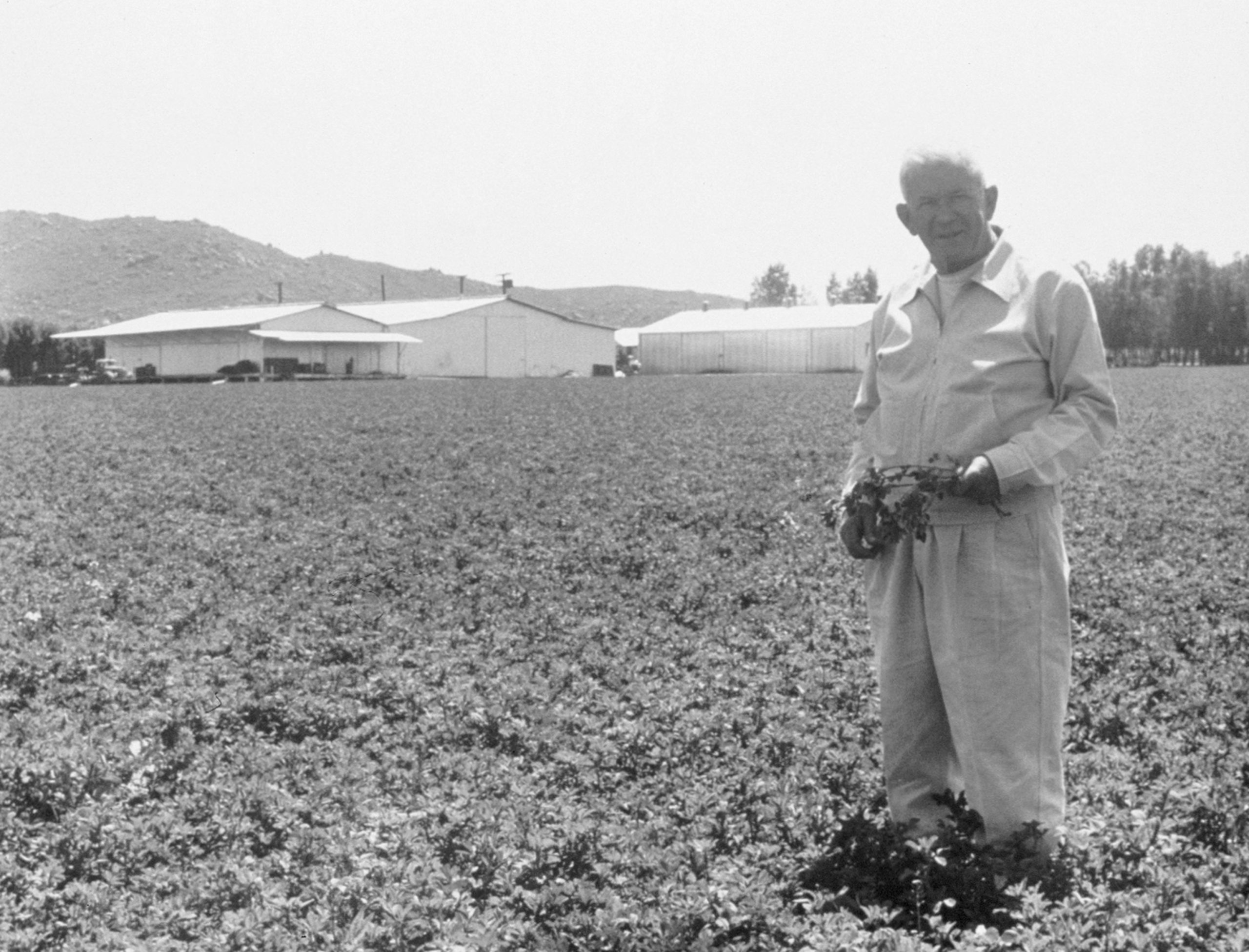 My father Carl F. Rehnborg in a field of alfalfa at the Lakeview Farm, California; circa 1958. The Lakeview farm is now retired, but historically it was considered the “workhorse” farm where we grew many of the long-term crops destined for Nutrilite products. The farm sat on a prehistoric lake bed, which accumulated nutrient-rich sediment that helped contribute to the fertile top soil.