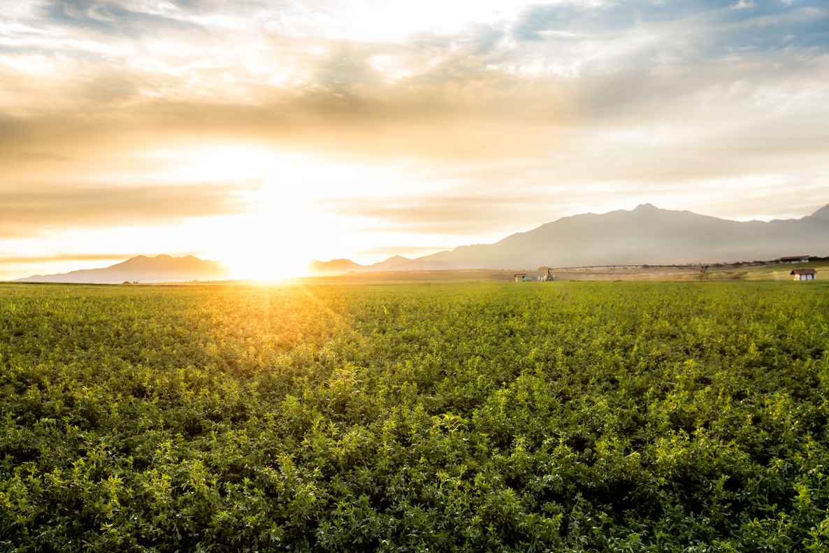 The sun rises above the fields at our farm in El Petacal, Mexico, signaling a new day. As we look ahead, the future looks bright for the Nutrilite™ brand.